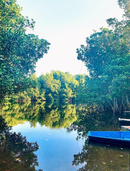 A calm water body surrounded by dense green foliage, with a small blue boat docked on the right. 3