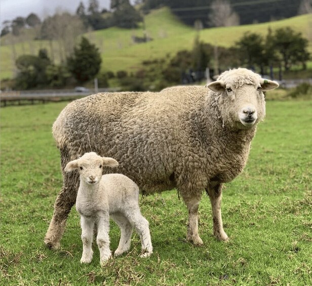 A sheep and its lamb in a grassy field with a fence and trees in the background. 1