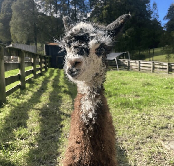 A llama in a grassy enclosure with a wooden fence and trees in the background. 4