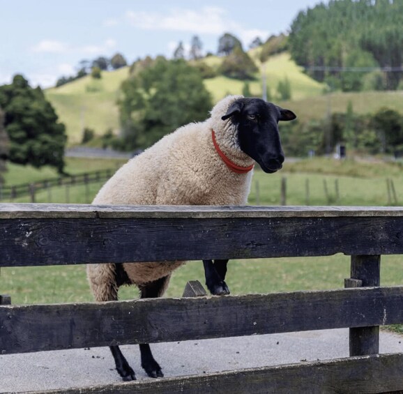 A sheep standing on a wooden fence with a green landscape in the background. 5