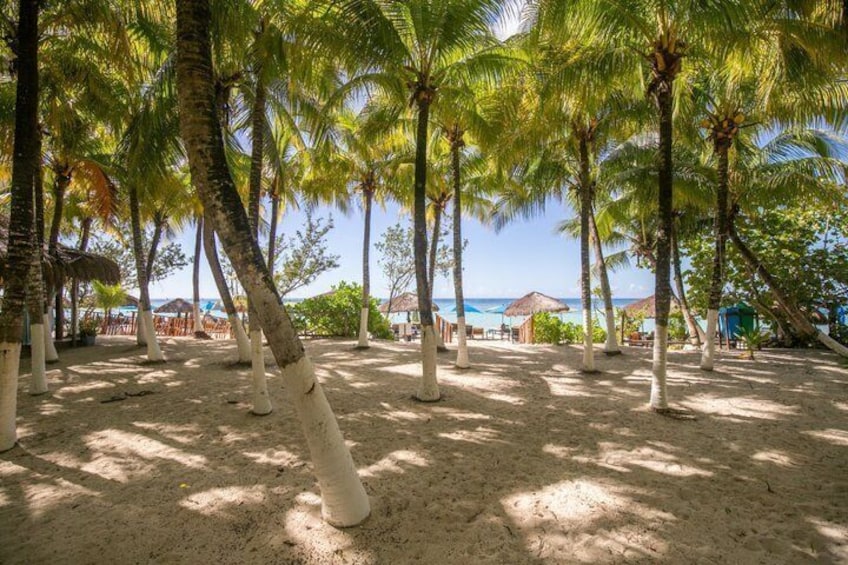 A beach with palm trees and a clear view of the ocean. 5