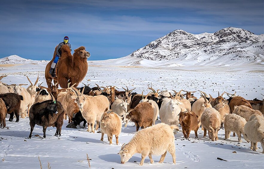 Una persona montando un camello, un rebaño de cabras y montañas nevadas al fondo. 5
