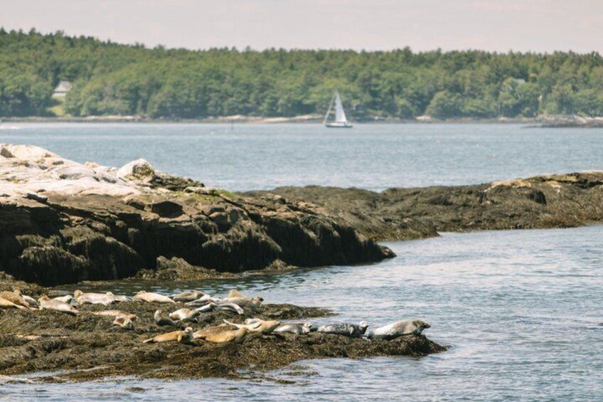 A rocky shoreline with sea lions, a sailboat on the water, and a forested background. 3