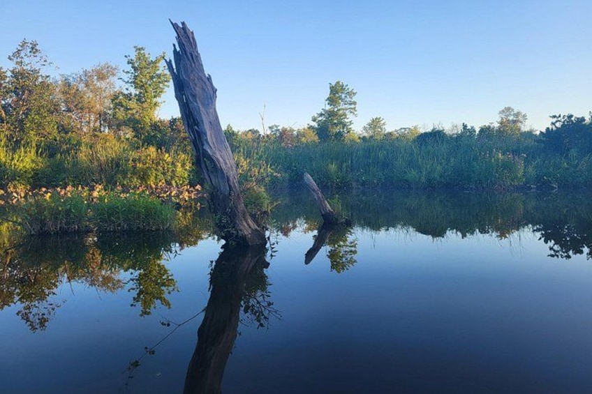 A calm body of water reflecting a fallen tree and surrounding vegetation. 3