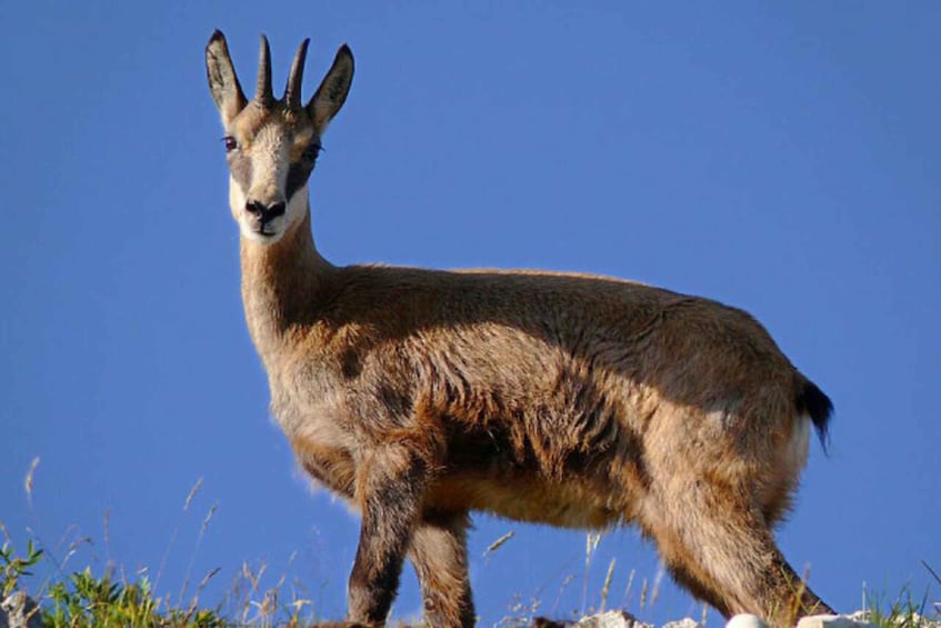 A mountain goat standing on a rocky outcrop with a clear blue sky in the background. 3