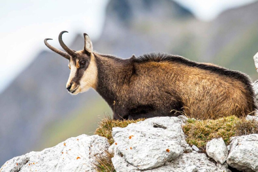 A mountain goat with large curved horns resting on rocky terrain with sparse vegetation. 2