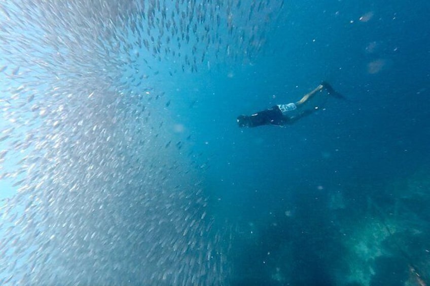 A diver swimming underwater with a school of fish. 1