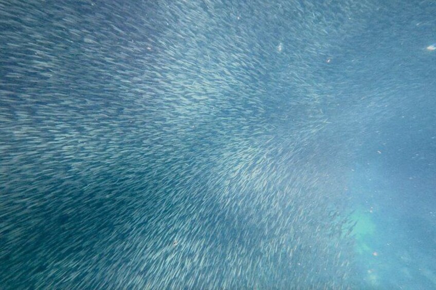 A school of fish swimming in the ocean. 2