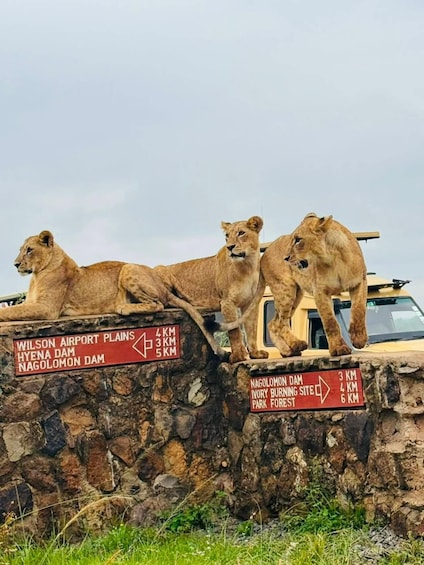 Three lions on a stone wall with directional signs indicating distances to various landmarks. 1