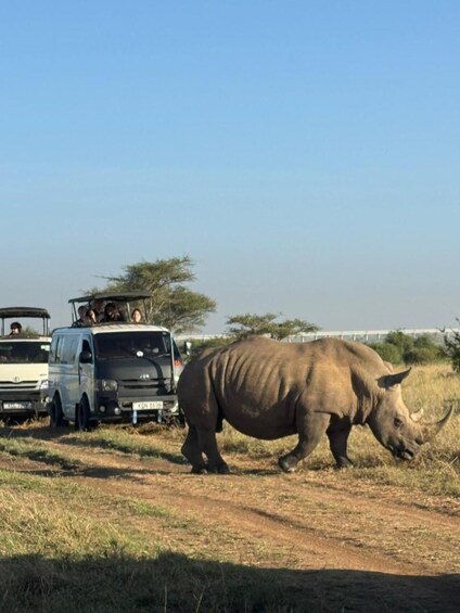 A rhinoceros walking on a dirt path with vehicles and people in the background. 3