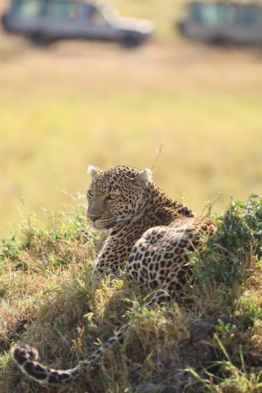 A leopard resting in a grassy field with blurred vehicles in the background. 4
