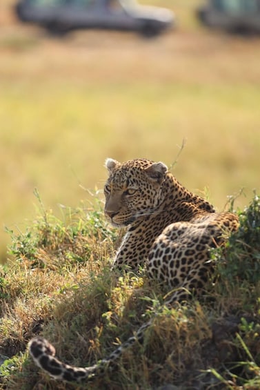 A leopard resting in a grassy field with a blurred background. 2