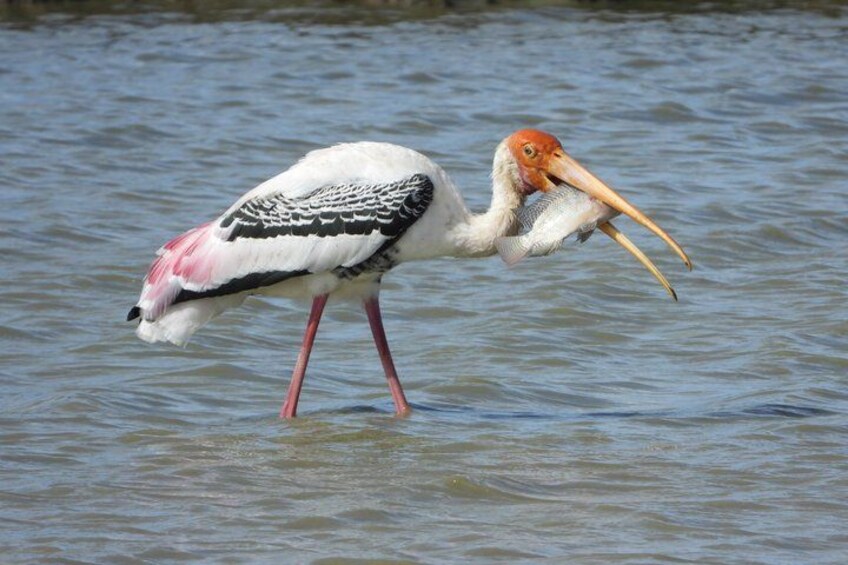 A bird with a long beak standing in water. 2