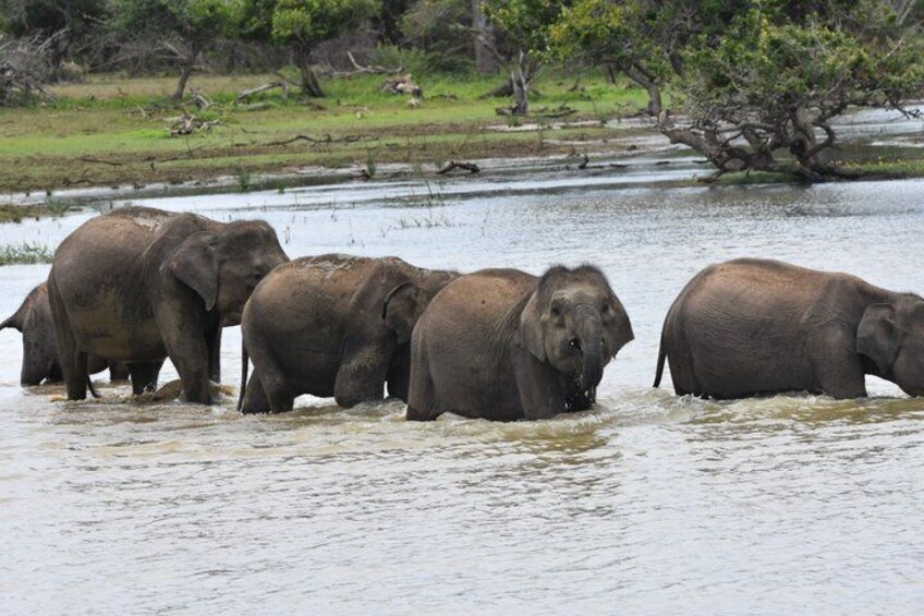 A group of elephants in a river surrounded by trees. 4
