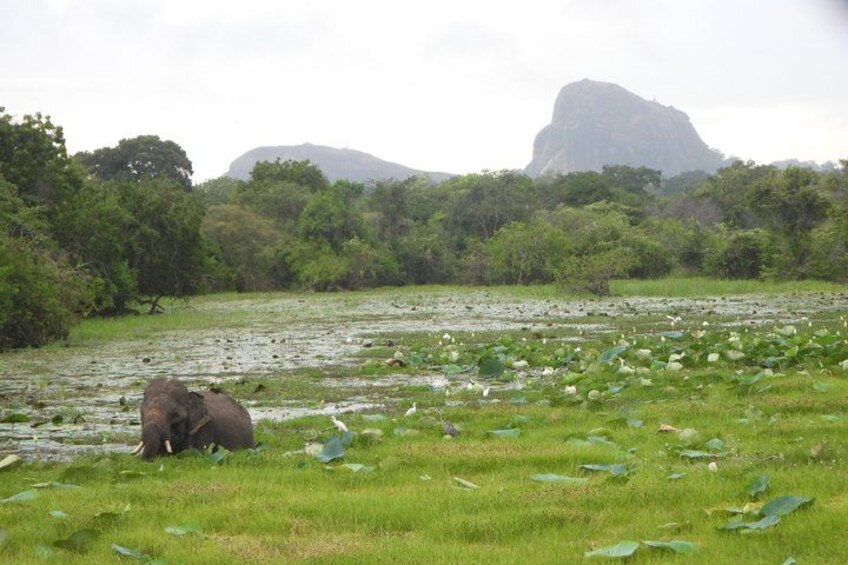An elephant in a grassy area with water lilies and a mountain in the background. 4