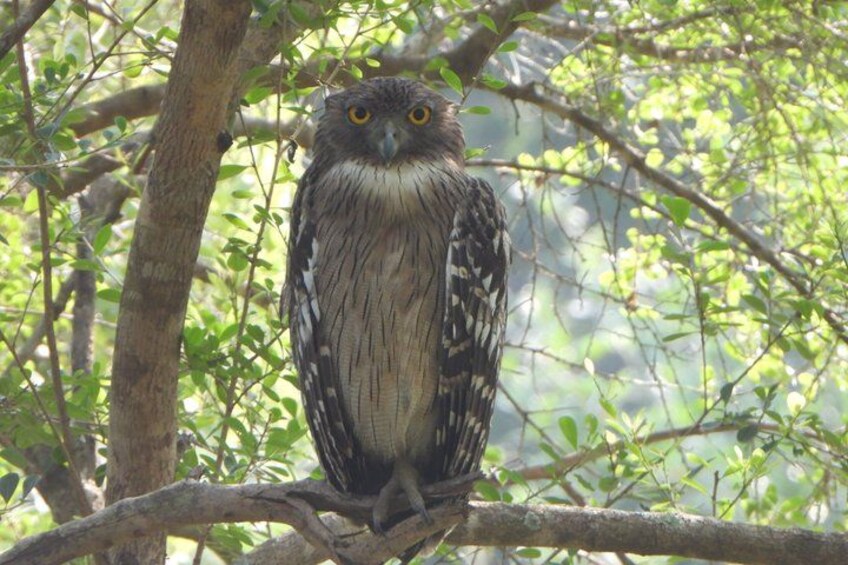 An owl perched on a tree branch in a forested area. 3