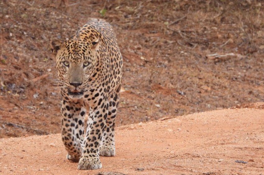 A leopard walking on a dirt path. 1