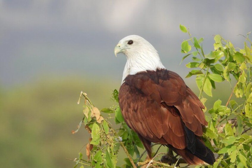 A bird perched on a branch with a blurred natural background. 5