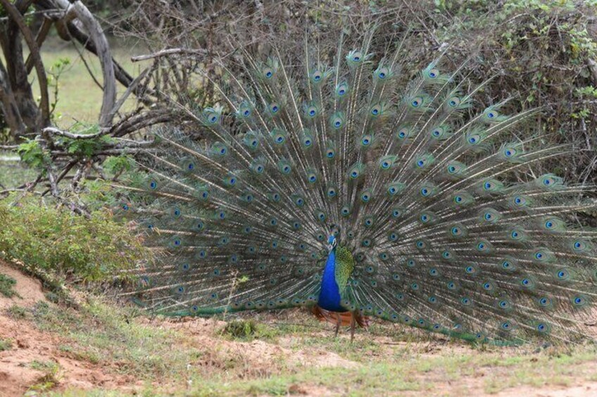 A peacock with its tail feathers fanned out, standing on a dirt path surrounded by sparse vegetation and trees. 3