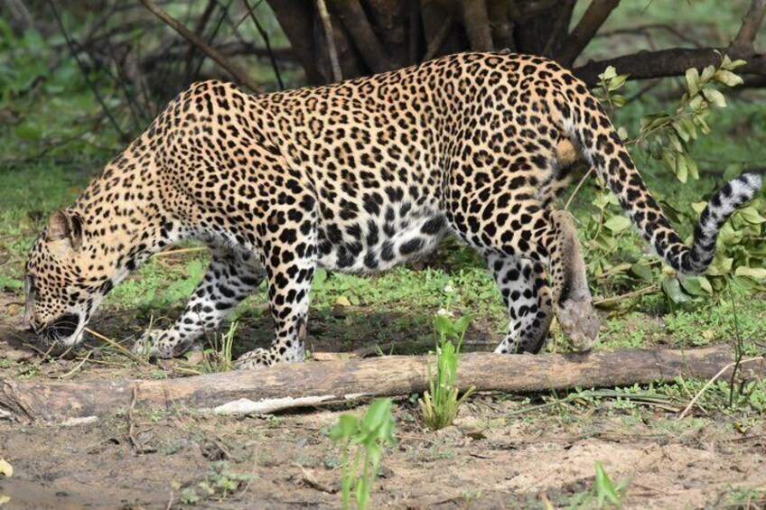 A leopard walking through a grassy area with trees in the background. 2