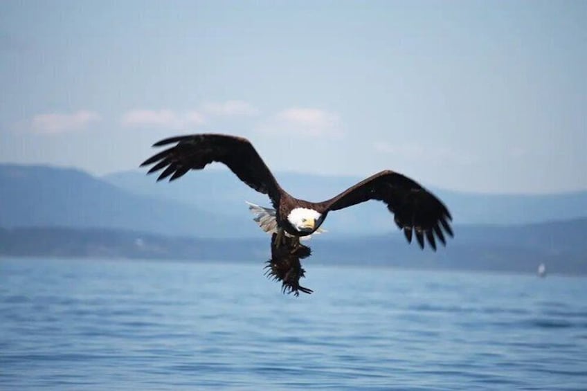 A bird of prey in flight over a body of water with mountains in the background. 4