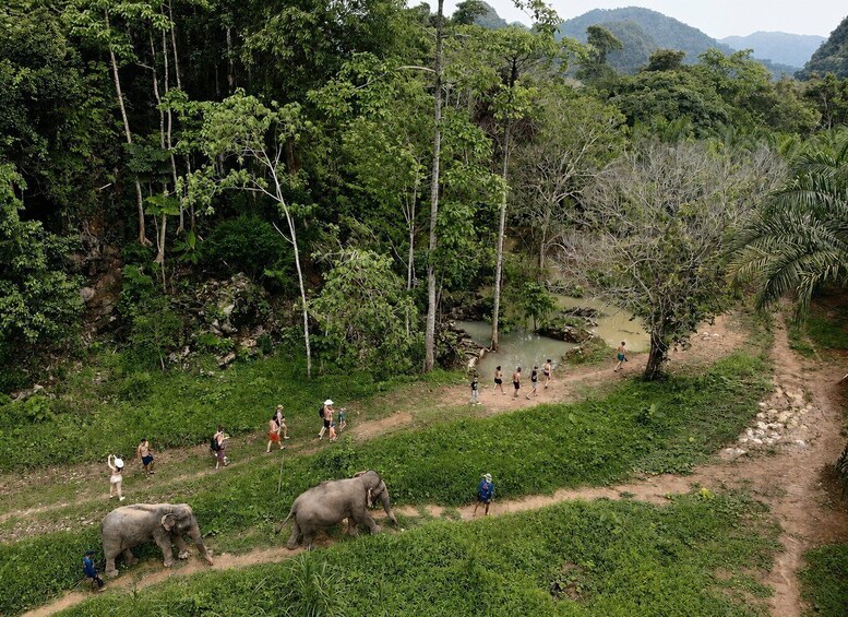 A group of people walking along a dirt path in a lush green forest with elephants nearby. 2
