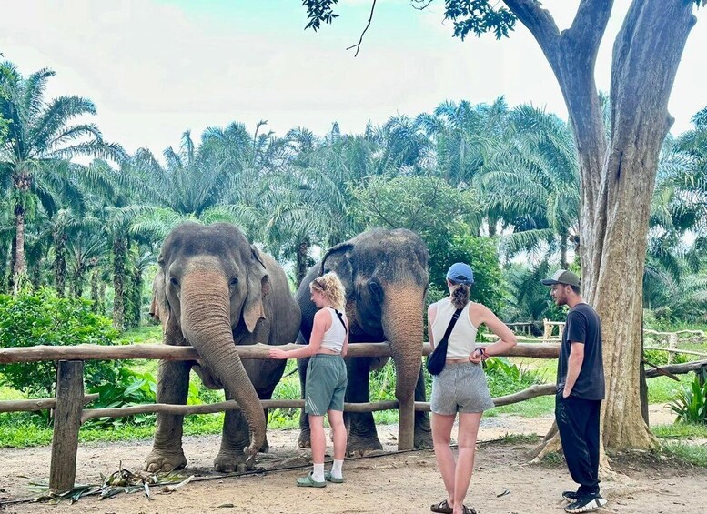 Two elephants behind a wooden fence, with people standing nearby. 4