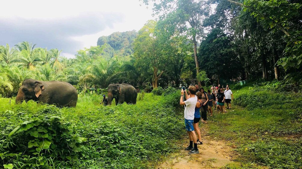 A group of people walking on a path with elephants in a lush green forest. 3