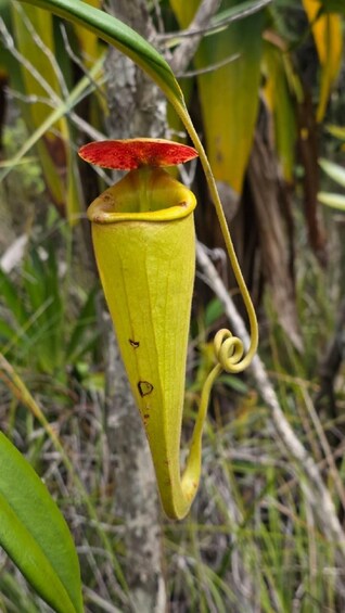 A pitcher plant with a red lid and yellow base, set against a natural background with grass and other vegetation. 2