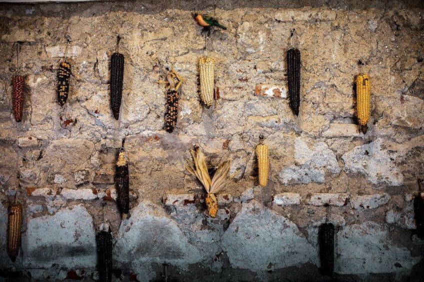 A wall with various dried corn cobs hanging on it. 3