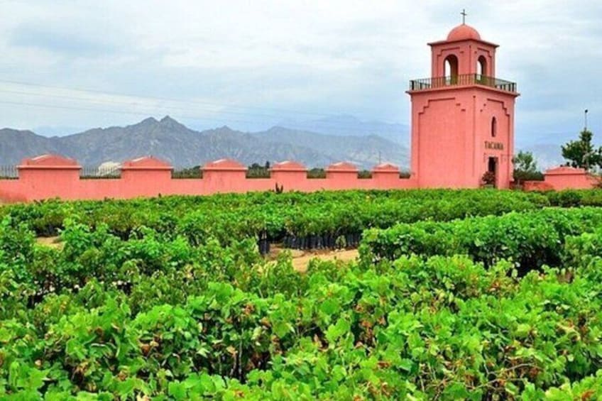 A vineyard with rows of grapevines and a red bell tower in the background. 1