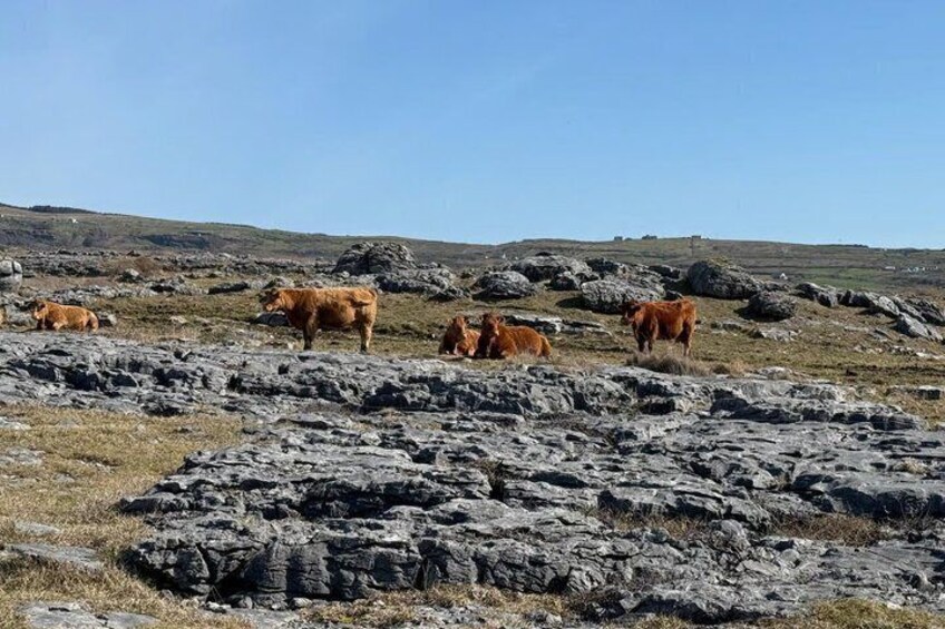 Un paisaje rocoso con ganado pastando. 5