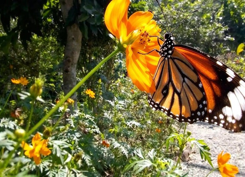 Picture 12 for Activity Kep: National Park, Butterfly Garden, Crab Market & More 2
