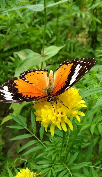 Picture 8 for Activity Kep: National Park, Butterfly Garden, Crab Market & More 3