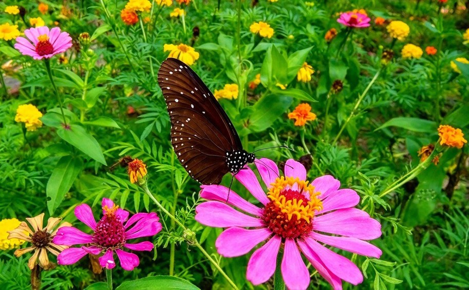 Picture 6 for Activity Kep: National Park, Butterfly Garden, Crab Market & More 4