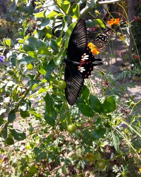 Picture 11 for Activity Kep: National Park, Butterfly Garden, Crab Market & More 5