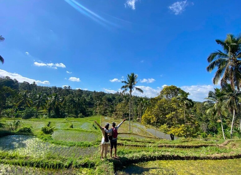 A landscape with terraced rice fields, palm trees, and a clear blue sky. 1