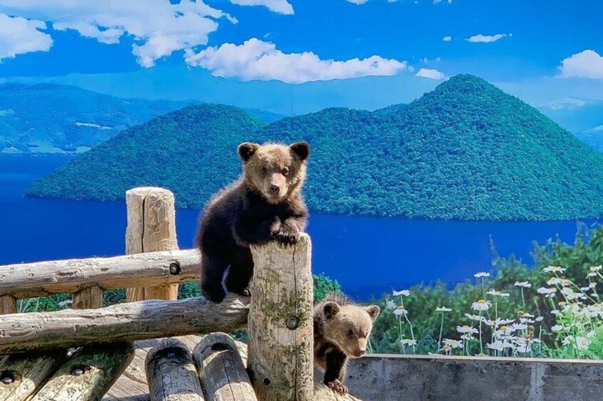 A bear cub on a wooden fence with a lake and a mountain in the background. 2