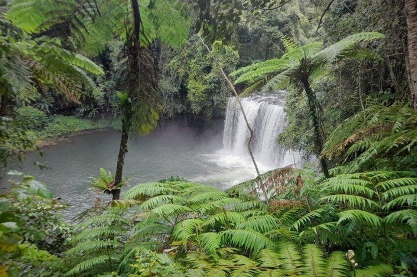 A waterfall surrounded by lush green ferns and dense foliage. 4