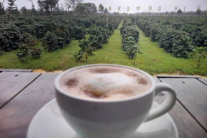 A cup of coffee on a table with a view of a coffee plantation in the background. 2