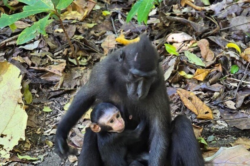 A monkey with a baby monkey on its back in a forested area with fallen leaves. 1