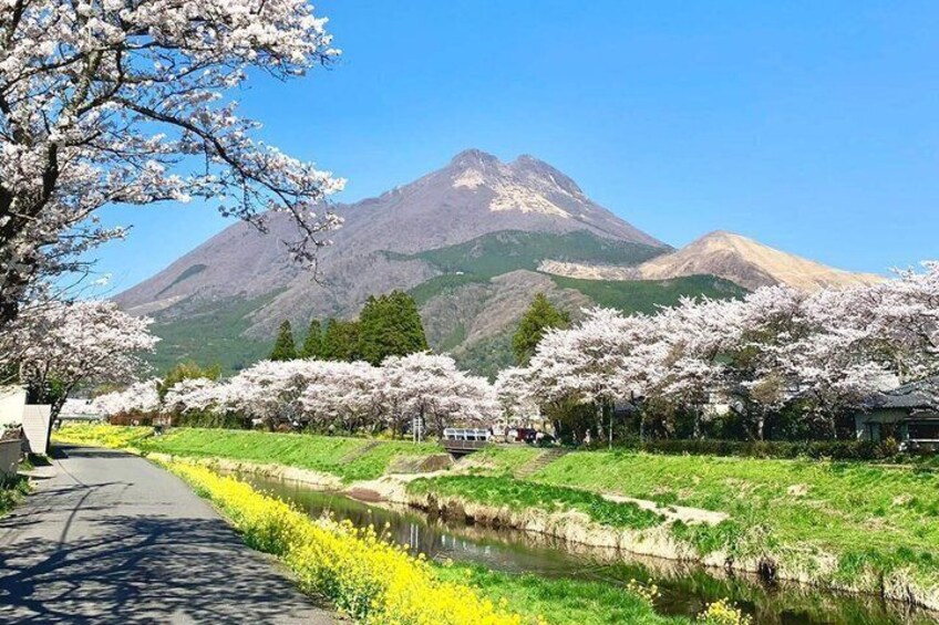 A pathway lined with cherry blossoms, a river, and a mountain in the background. 1