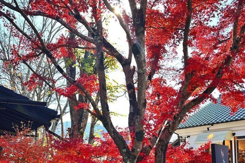 A tree with red leaves, a building with a tiled roof, and a clear sky. 3