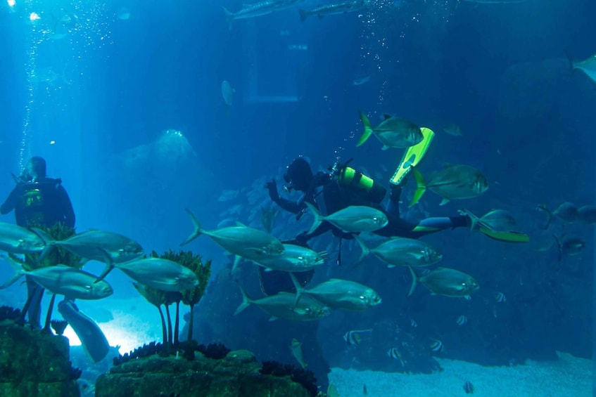 An underwater scene with divers and fish. 2