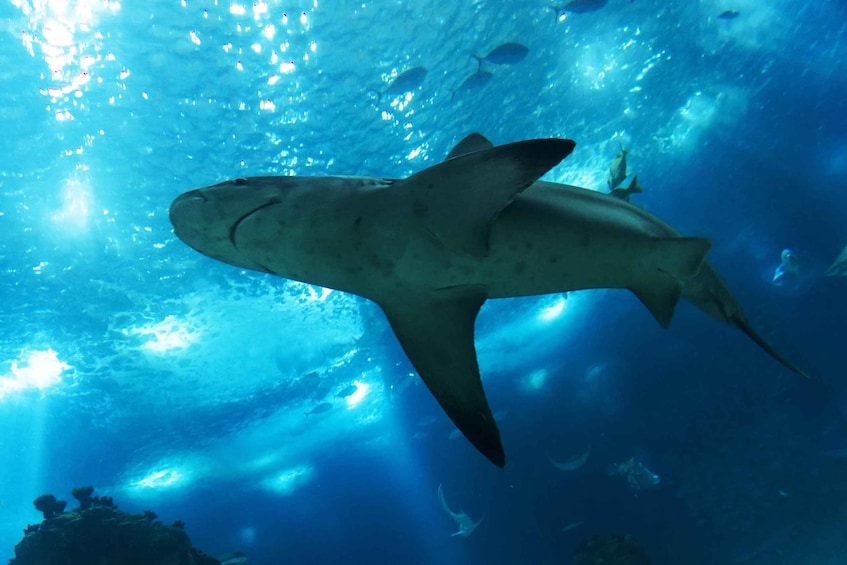A shark swimming underwater with sunlight filtering through the water. 4