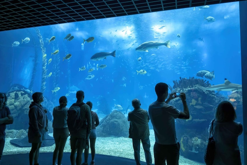 An aquarium with various fish species and a large shark. 1