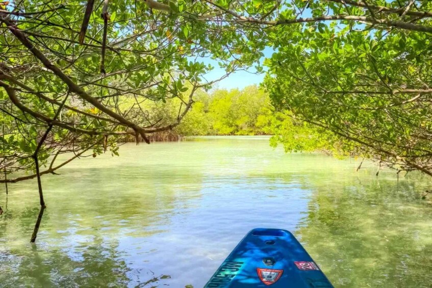 A kayak on a calm water body surrounded by dense green foliage. 3