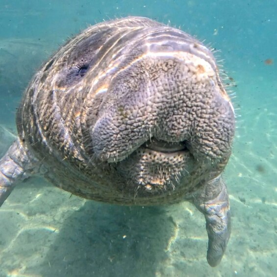A turtle swimming underwater. 2