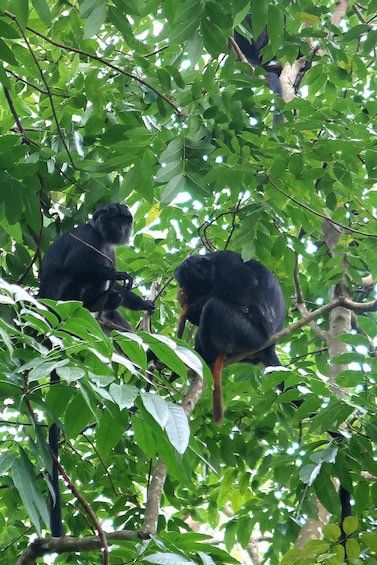 Deux singes noirs dans une forêt verdoyante et dense. 3