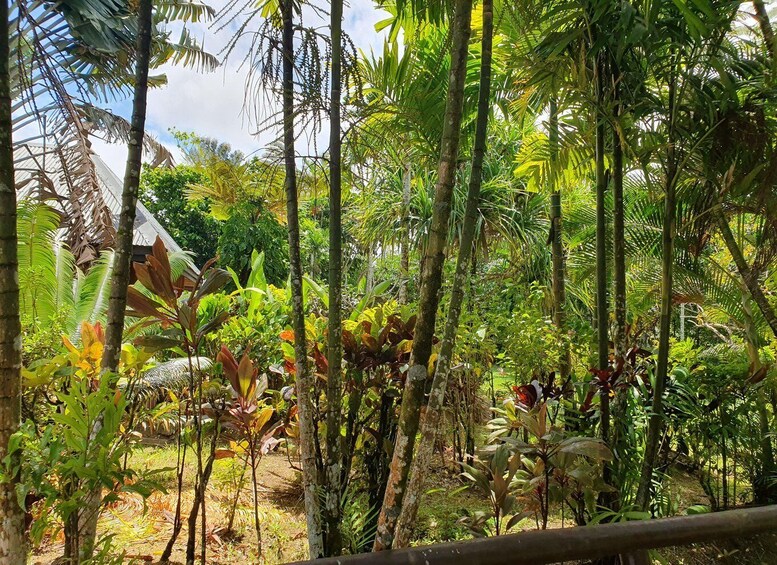 A dense tropical forest with various types of trees, including palm trees and broadleaf plants. 2